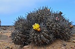 Copiapoa fiedleriana PV2767 Huasco Bajo severne GPS201 Peru_Chile 2014_1298.jpg